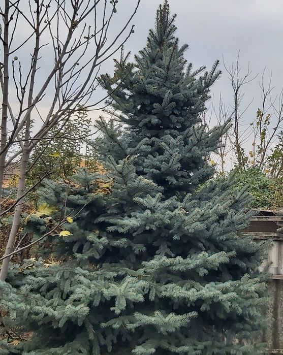 Vând Brad Argintiu Albastru