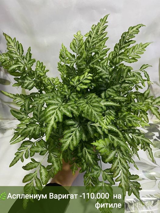 Асплениум криспи , Замиокулькас, Алоказия, Папоротник и др растения