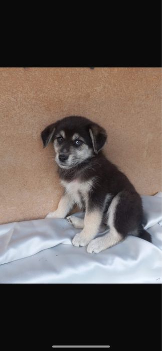 Dau spre adoptie 5 cateluse superbe