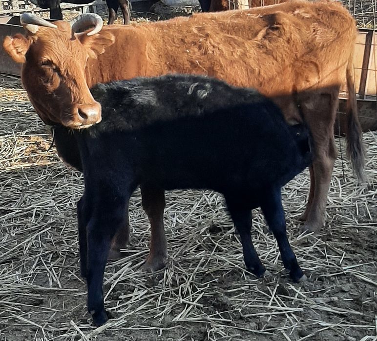 Сиырлар бузауымен сатылады