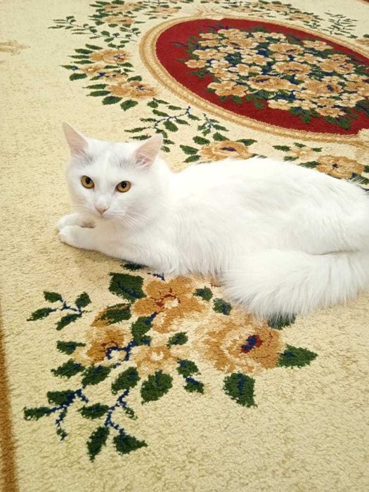 Кошке нужен дом! Срочно!