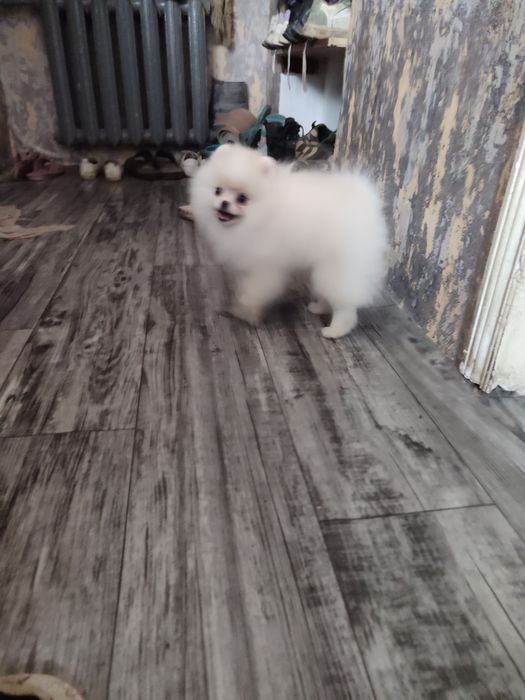 Немецкий шпиц малый