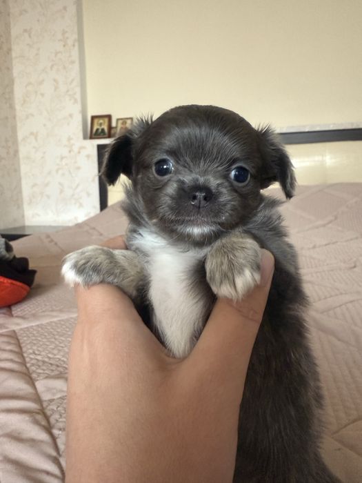 Чихуахуа голубого окраса