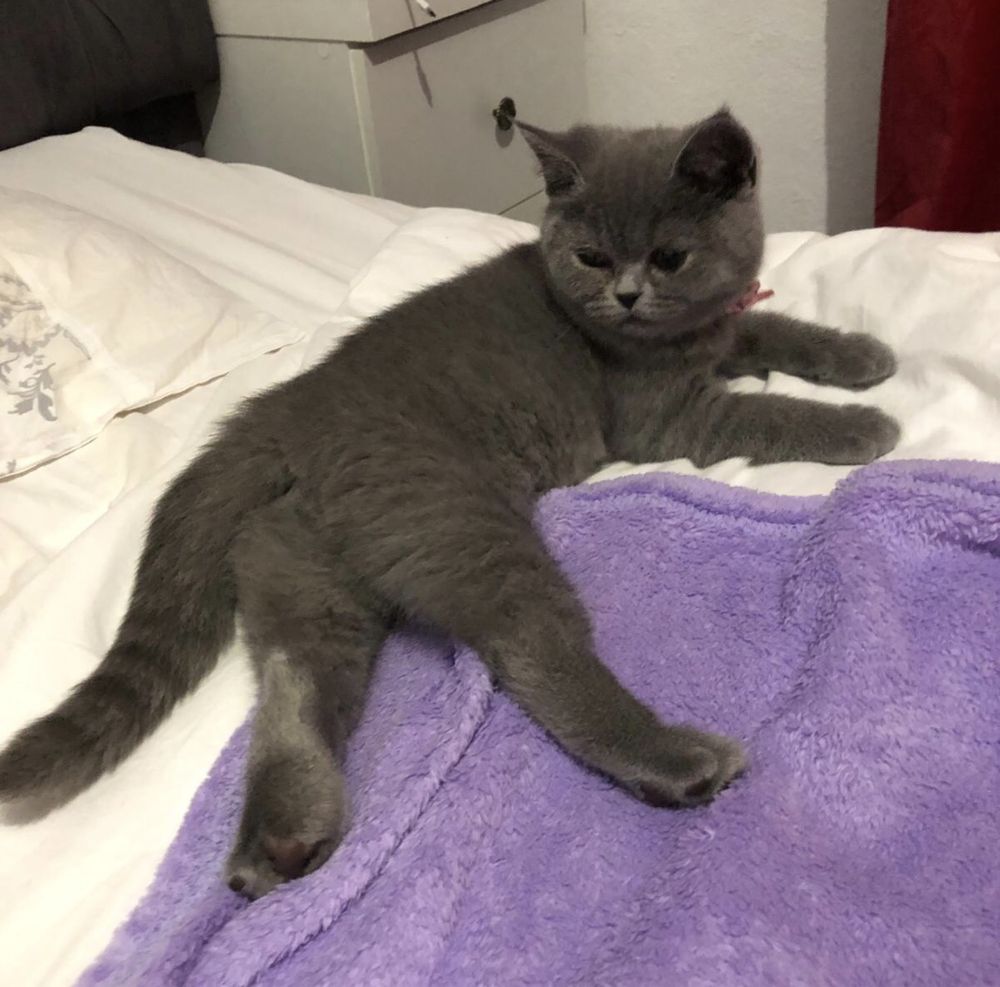 British Shorthair Blue- vaccinat și deparazitat