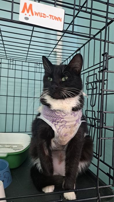 Астана. Пристраивается кошечка 1,5 года. Стерилизована