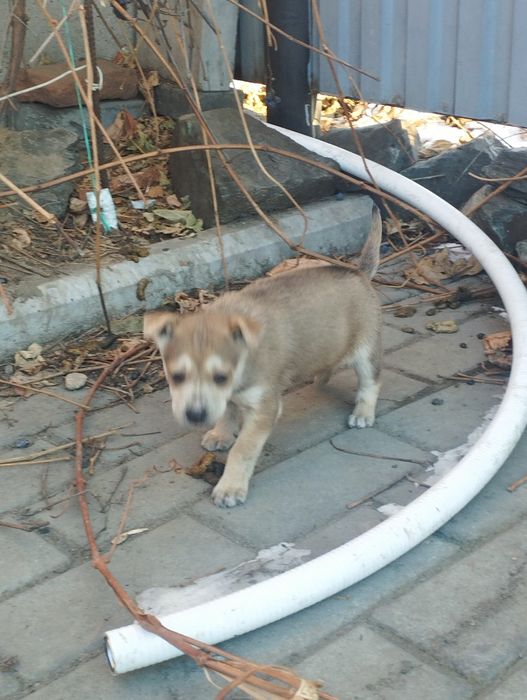 Отдам щенка 1,5 месяца