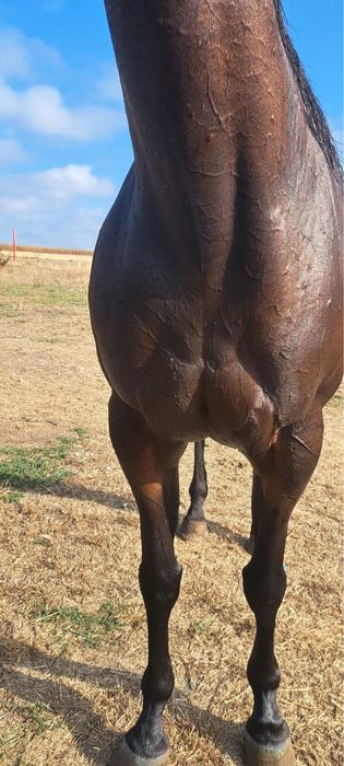 Pursânge  englez 9ani