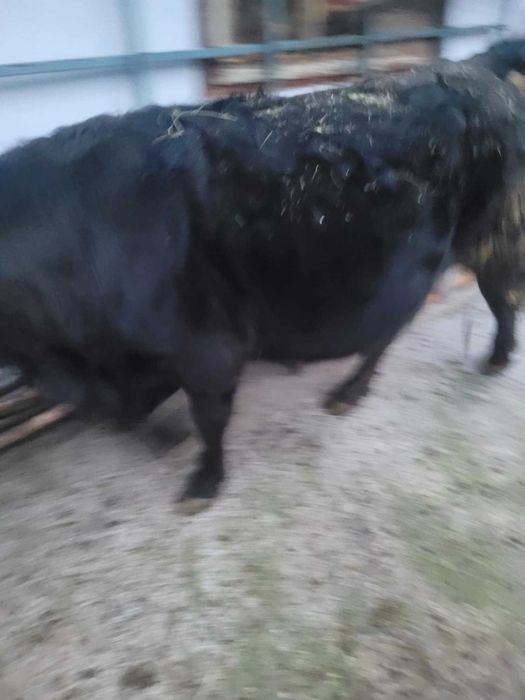 Продавам заплодена юница