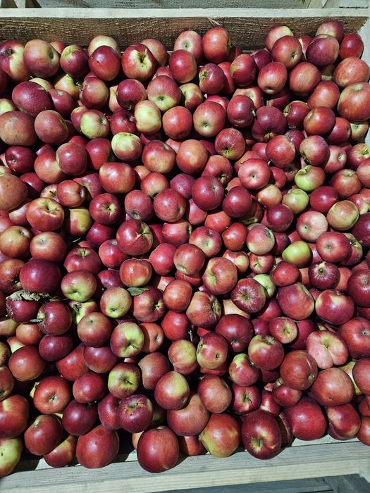 Mere Ionared, Golden, Ionagold, Florina, Starkrimson