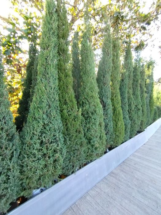 Archa Va gazon Lanshaft xizmatlari bor