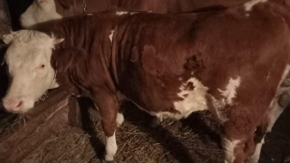 Se vinde un vițel de bivol de 3 luni și o vitea de vaca de 10 luni