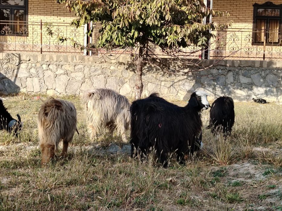 Erkak (axta) va moda uloqlar sotiladi