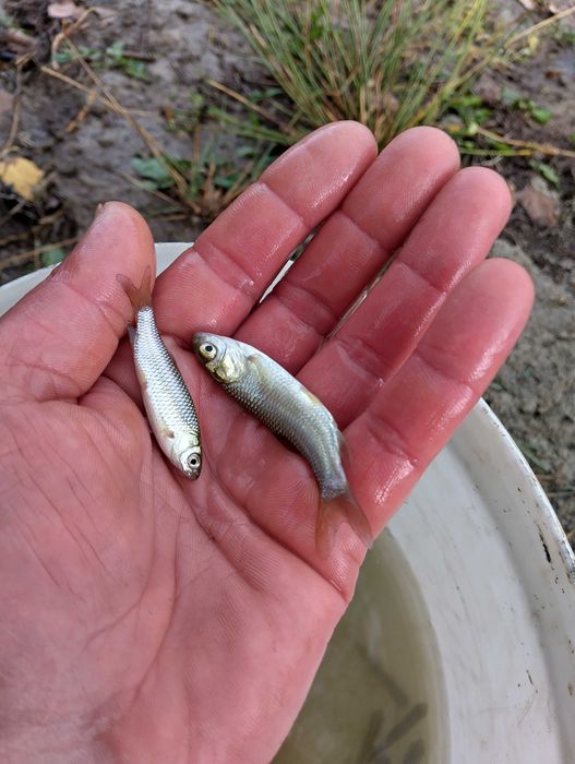 Puiet pește Amur și Fitofag