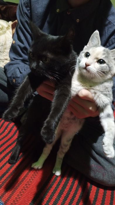 Отдам, только в добрые руки