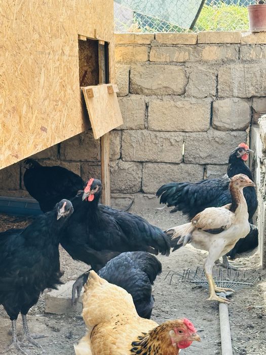 Qora jersi jo’ja xo’rozlari