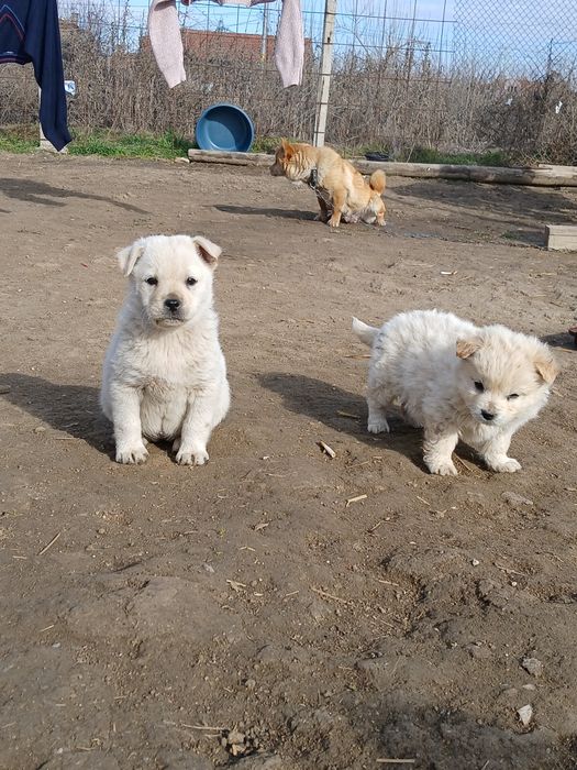 Здравей те продавам малки кученца порода японски