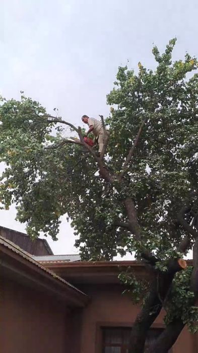 Daraxt kesish! Daraxt kesib olaman