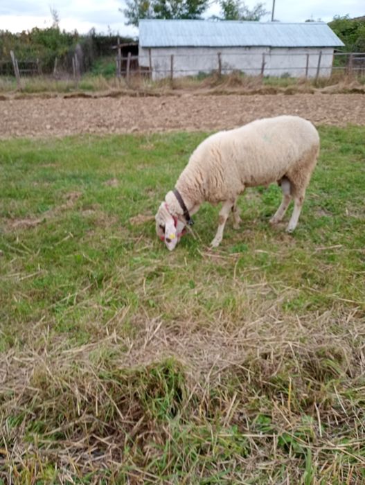 Berbec de montă rasa bergamasca