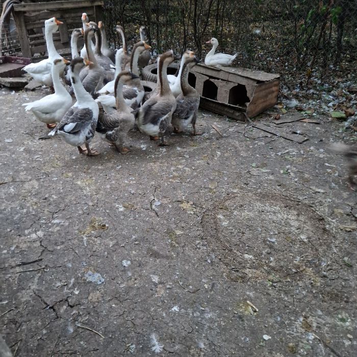Rate românești și gâște lesesti.