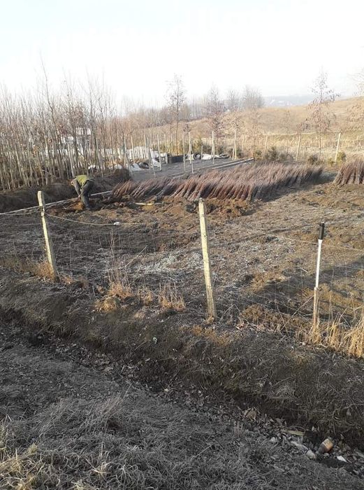 Puieți pin paltin mesteacăn