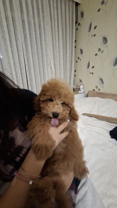Куче Poodle Toy (пудел той)