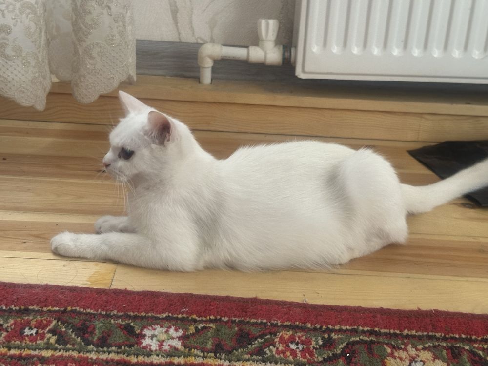 Кот британская короткошерстная, кошка- шотландский страйт белая