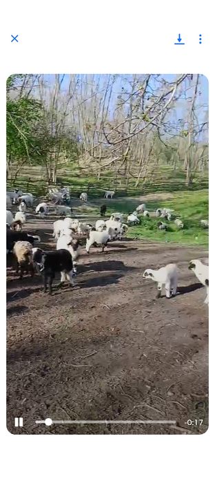 Vând miei mari Vând miei Mari Vând miei Mari  greutate 27-30