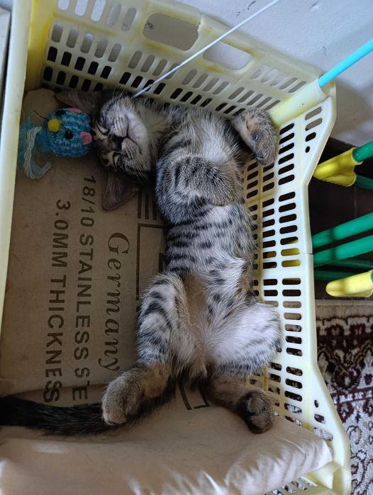 Котик в хорошие руки