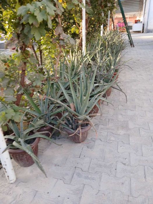 Продажа цветов "АЛОЭ"