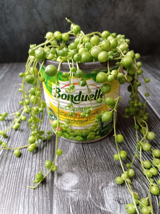 Крестовник Роули