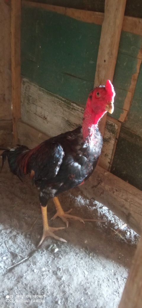 Dakan jojalar sotiladi