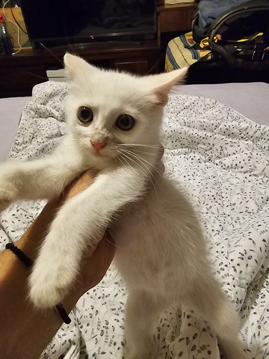 Котенца. Сивичко ,Беличко и два чернички...