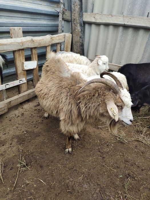 Осы сары ешкі сатылады бағасы 40 мың !!