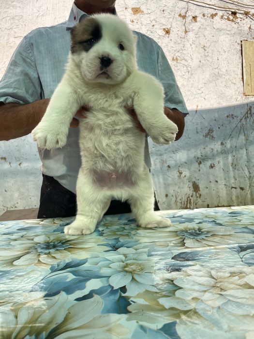 Щенок алабая ( Туркменский ) чистокровный