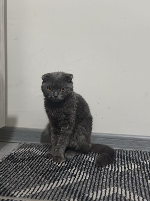 Mushuk sotiladi parodali mushuk