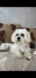 Vand caine bichon maltez