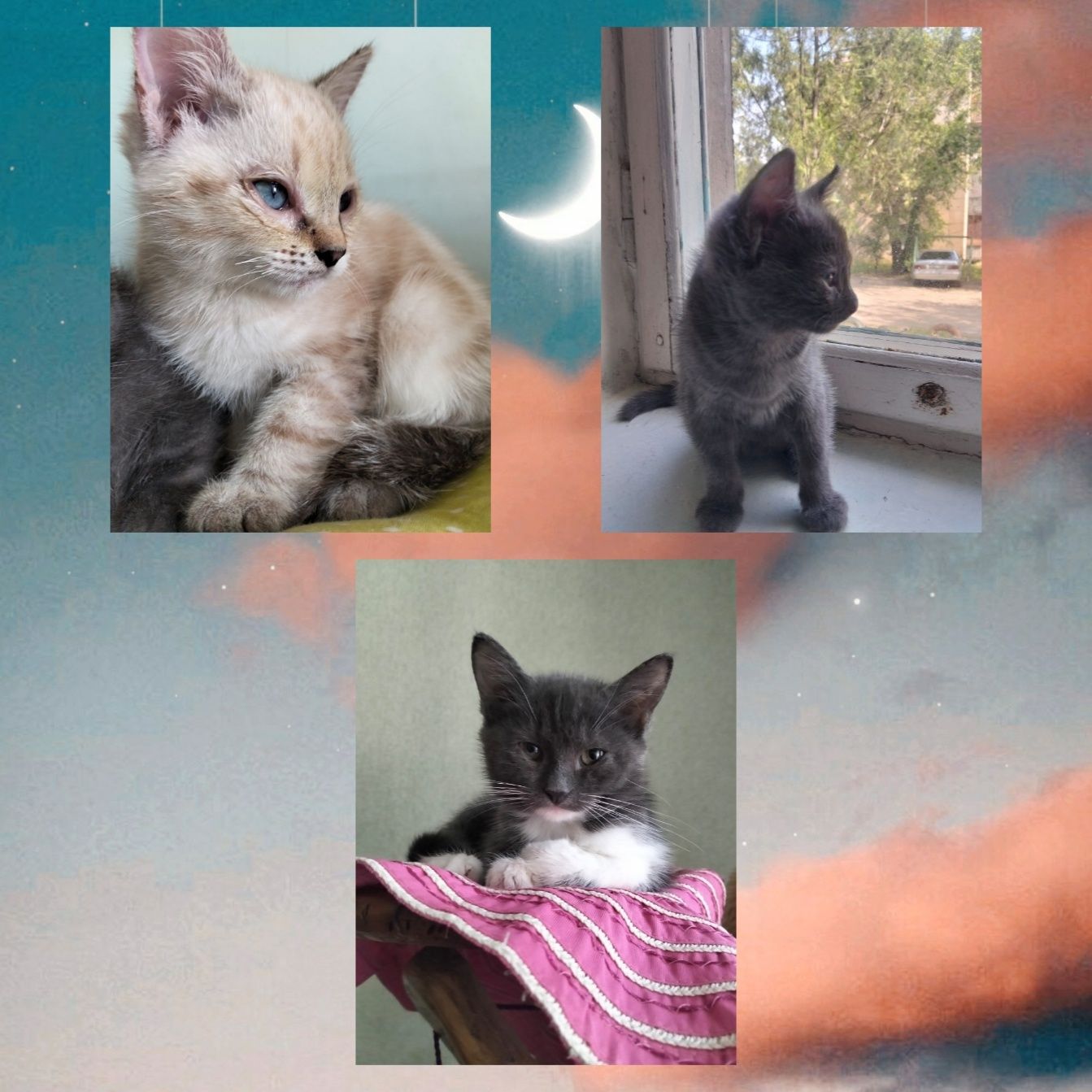 Котята два мальчика и девочка