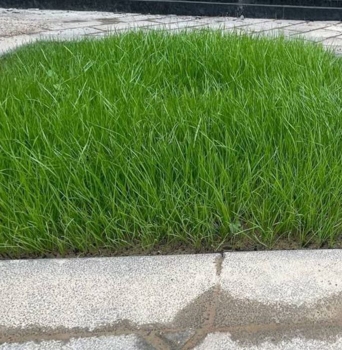 Gazon urugʼi  maysa chim