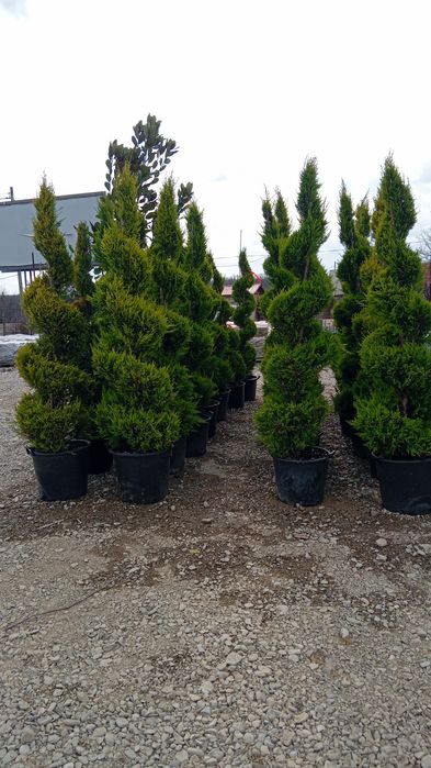 Tuia smarald pon pon spirale