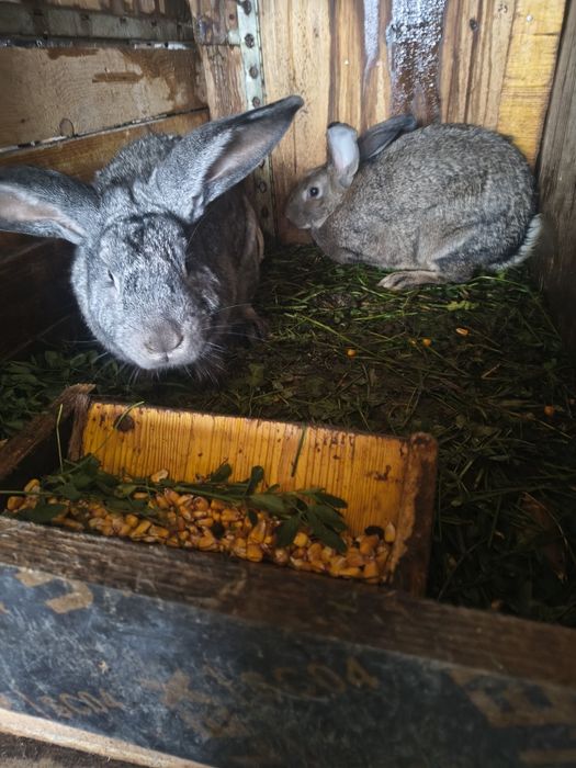 Vând pereche iepuri tineri și mari