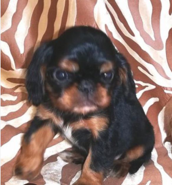 Кинг Чарльз спаниель щенки