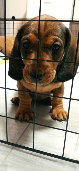 Продам щенков таксы