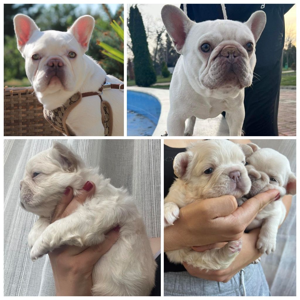 Френски булдог, french bulldog