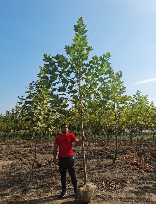 Mesteacan alb bentula oriunde in tara 3m - 7m