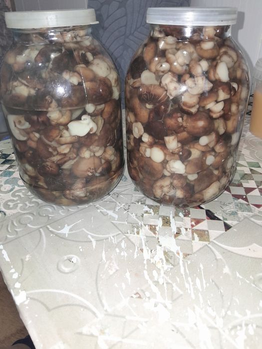 Продам грибы подтопольники