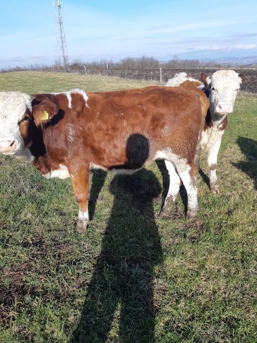 Vand 6 taurasi baltati