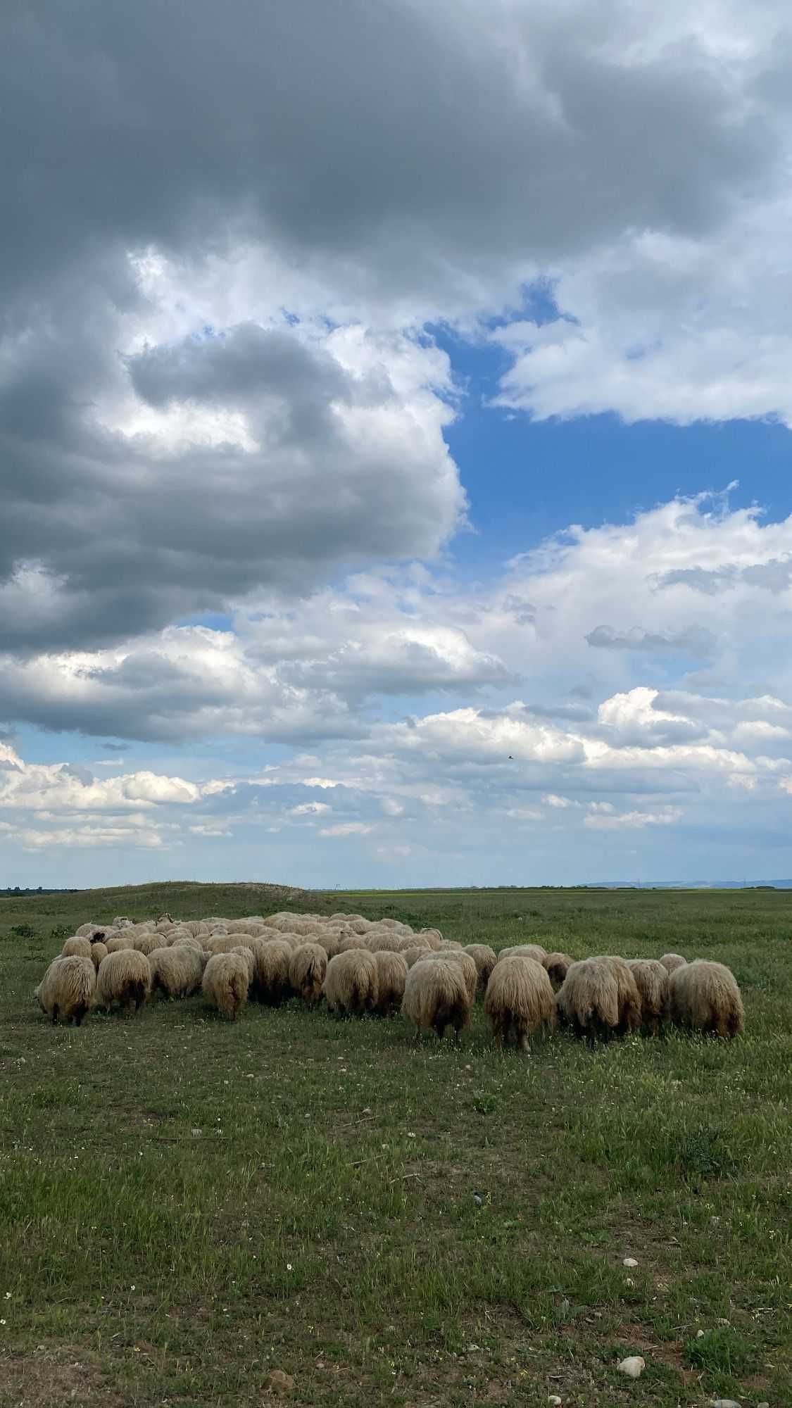 Vând oi țurcane, Giuvărăști, județul OLT.