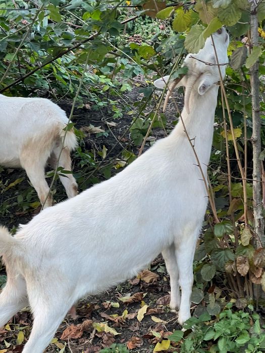 Capre sannen de vânzare. Cele mature au și pedigree
