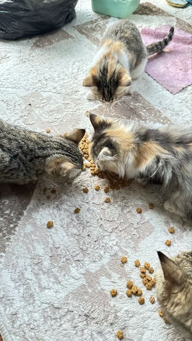 Отдам даром котят в хорошие руки