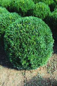 Buxus glob,plante ornamentale,plante decorative